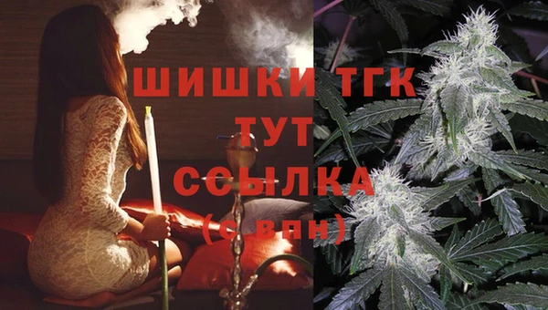 сатива Бородино